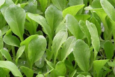 農藥殘留速測儀 農藥殘留速測儀