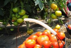 便攜式農殘速測儀篩選出超標農產品