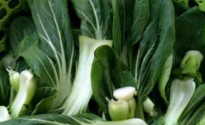 農(nóng)藥殘留速測儀 農(nóng)藥殘留速測儀