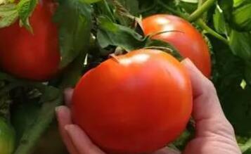 果蔬農(nóng)殘檢測儀 果蔬農(nóng)殘檢測儀