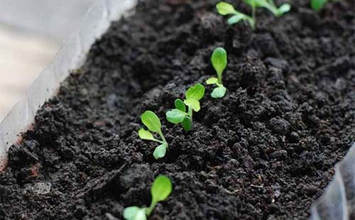 農藥殘留檢測儀 農藥殘留檢測儀