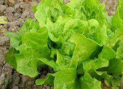 防控病蟲害不一定非得噴灑農藥，還可以？