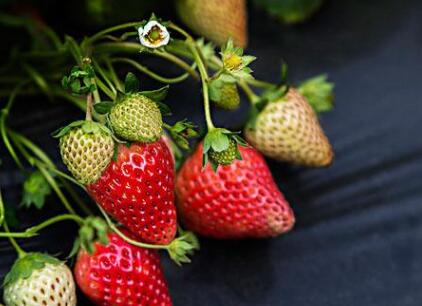 食品安全檢測儀 食品安全檢測儀