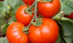 農殘速測儀降低農殘超標概率