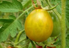 減藥控害工作需要農(nóng)殘快速檢測儀