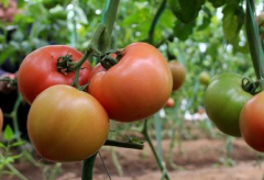 與實驗室檢測相比,農(nóng)殘快速檢測儀有哪些優(yōu)勢?