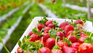 農藥殘留檢測儀 農藥殘留檢測儀