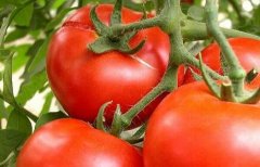 農藥殘留速測儀:提高消費者對超市的認可