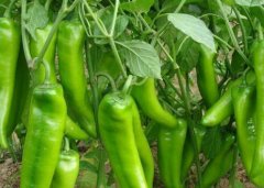 農藥殘留檢測儀成為保障果蔬安全的利器