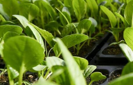 農(nóng)藥殘留速測儀 農(nóng)藥殘留速測儀