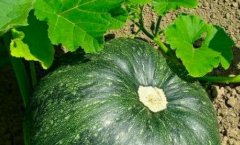 農殘檢測的主要儀器是什么？