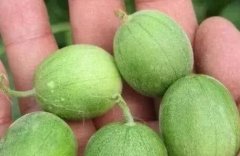 為什么選擇山東云唐食品安全速測儀?