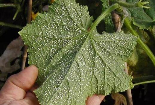 農(nóng)藥殘留速測儀 農(nóng)藥殘留速測儀