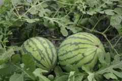 云唐農藥殘留檢測儀可適應復雜的操作環境