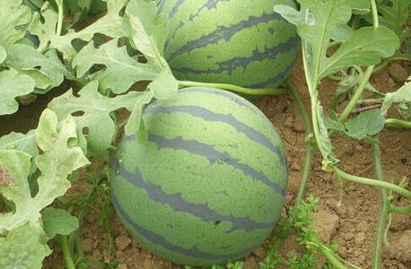 食品安全檢測儀 食品安全檢測儀