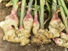 為何云唐獸藥殘留檢測儀深受市場歡迎?