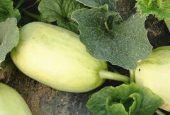 農藥殘留檢測儀消除消費者購買顧慮