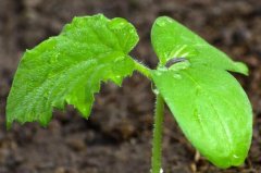 導致農殘超標的原因有哪些,如何預防?