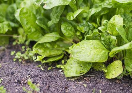 農(nóng)藥殘留速測儀