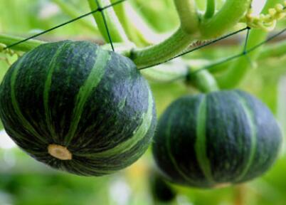 農藥殘留檢測儀 農藥殘留檢測儀