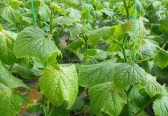 農藥殘留檢測儀保障果蔬生存環境