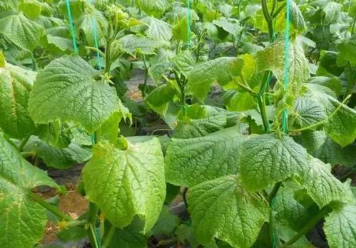 農藥殘留檢測儀 農藥殘留檢測儀