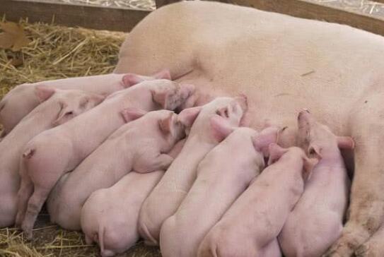 獸藥殘留速測儀 獸藥殘留速測儀